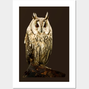 Long Eared Owl Posters and Art